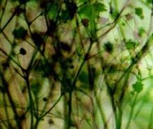 Photo by Stig Marlon Weston. A plant